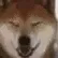 0259shiba_snow
