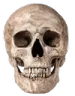 realistic_skull