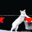catarrows Discord emoji