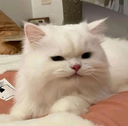 rawr Discord emoji