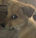 sorryna Discord emoji