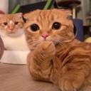 cat_tfusay_wtf Discord emoji