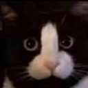 cat_phallic_peenar Discord emoji