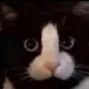cat_phallic cat_phallic