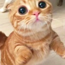 cat_jump_hug Discord emoji