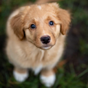 dog_cute Discord emoji