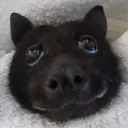 wagoogus