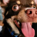 alfiehappy