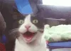 ch_catsmile
