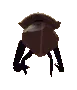 beetle_spin