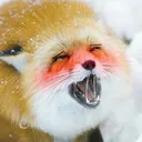 fox_ahh Discord Emoji