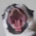 skyeSCREAM