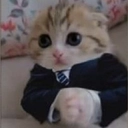 cat_business Discord emoji