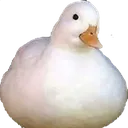 Ducky