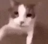 catkiss
