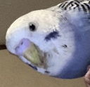 Skei Discord emoji