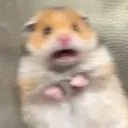 MISC_scaredhamster