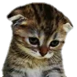 Kitten kitten Discord Emoji