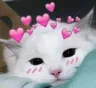 cat_hearts