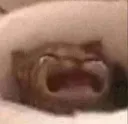 c26