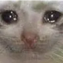 sadcat sadcat