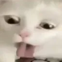 catgag Discord Emoji