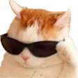Cat228