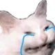 catcry catcry