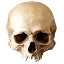 retardskull