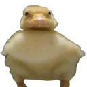 gort