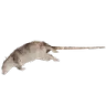 swordfish