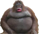 cc_monkey