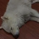 sleep