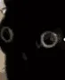 kittyscratch kittyscratch