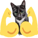 muscle_cat