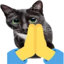 pray_cat