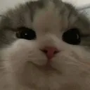 alm_cat2 Discord Emoji