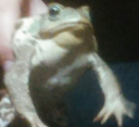 pedno Discord emoji