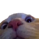 catnose