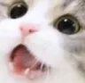 WowCat