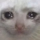 sadcat sadcat