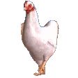 Pollo