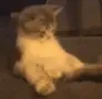 kok kok
