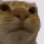 catstare1