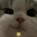 catsmirk catsmirk