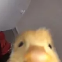 :patitopuc: