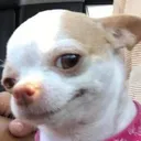 WhatTheDogDoin