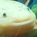 snaxo
