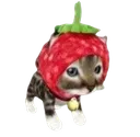 strawberryCat Discord Emoji