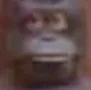 LeMonkeBruh